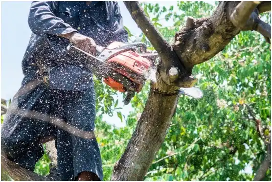 tree services Conway